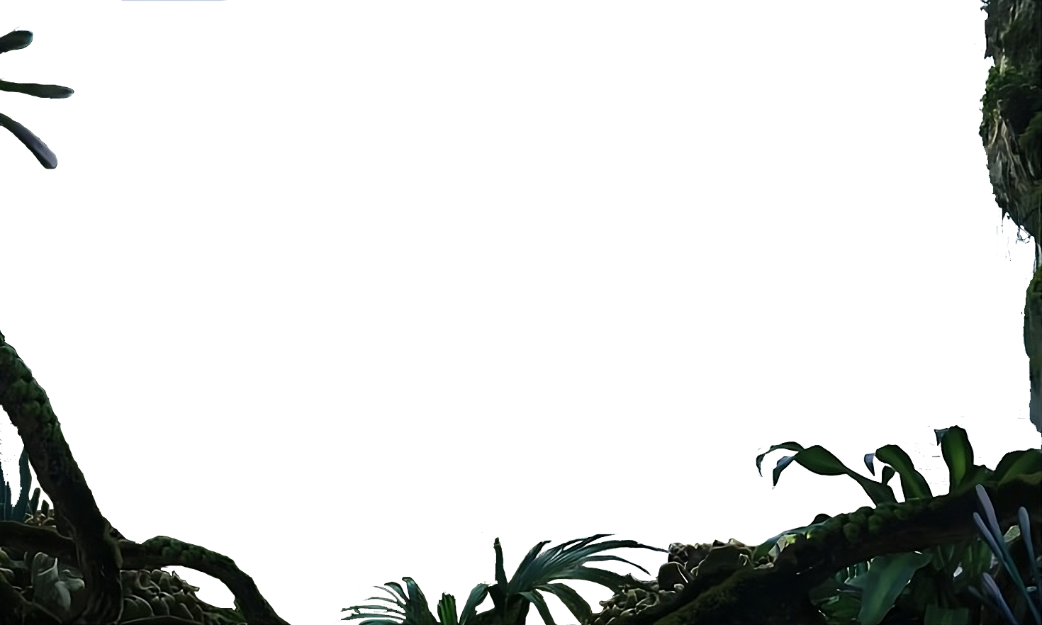 Vegetation